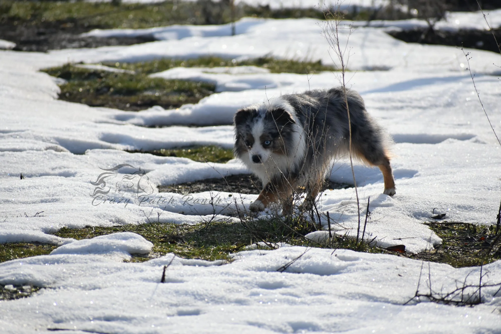 DSC_61742.JPG