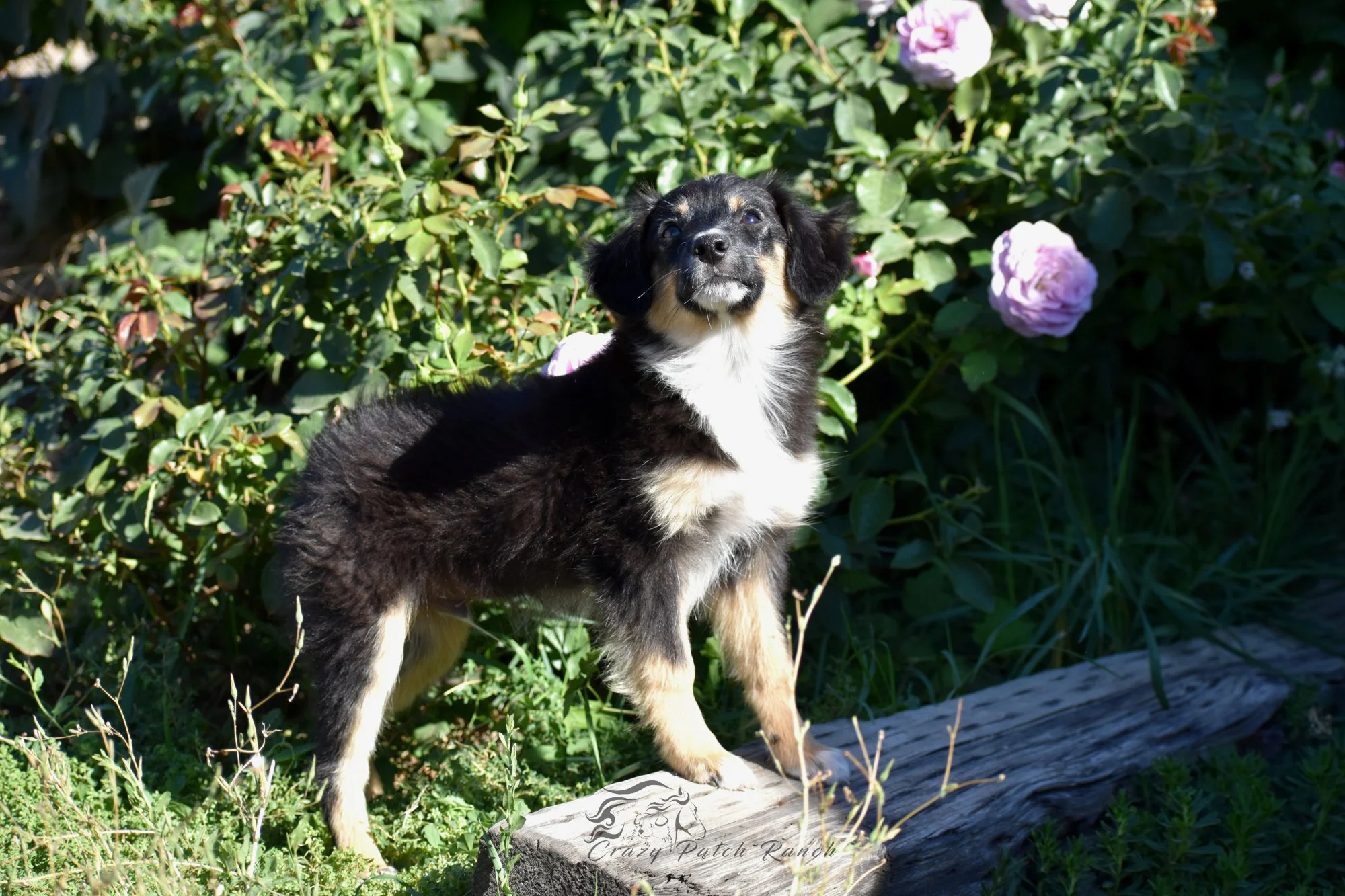 DSC_19691.JPG