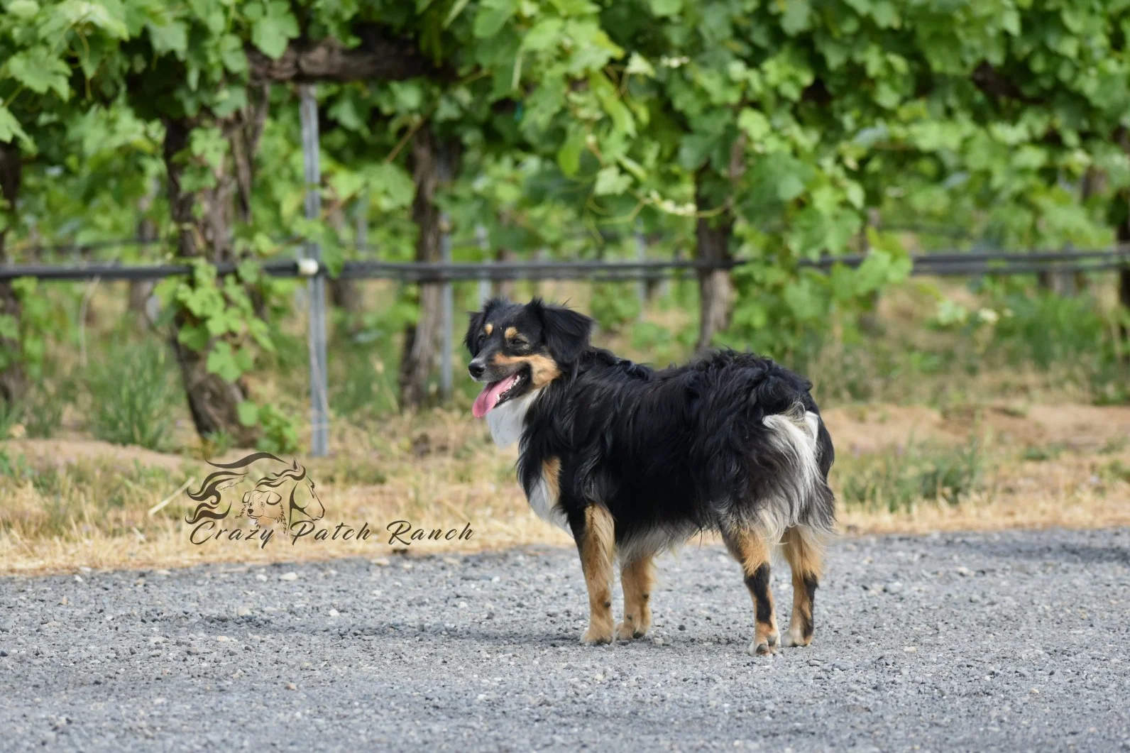 DSC_71301.JPG