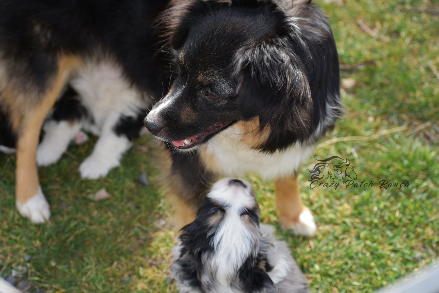 DSC_90811.JPG