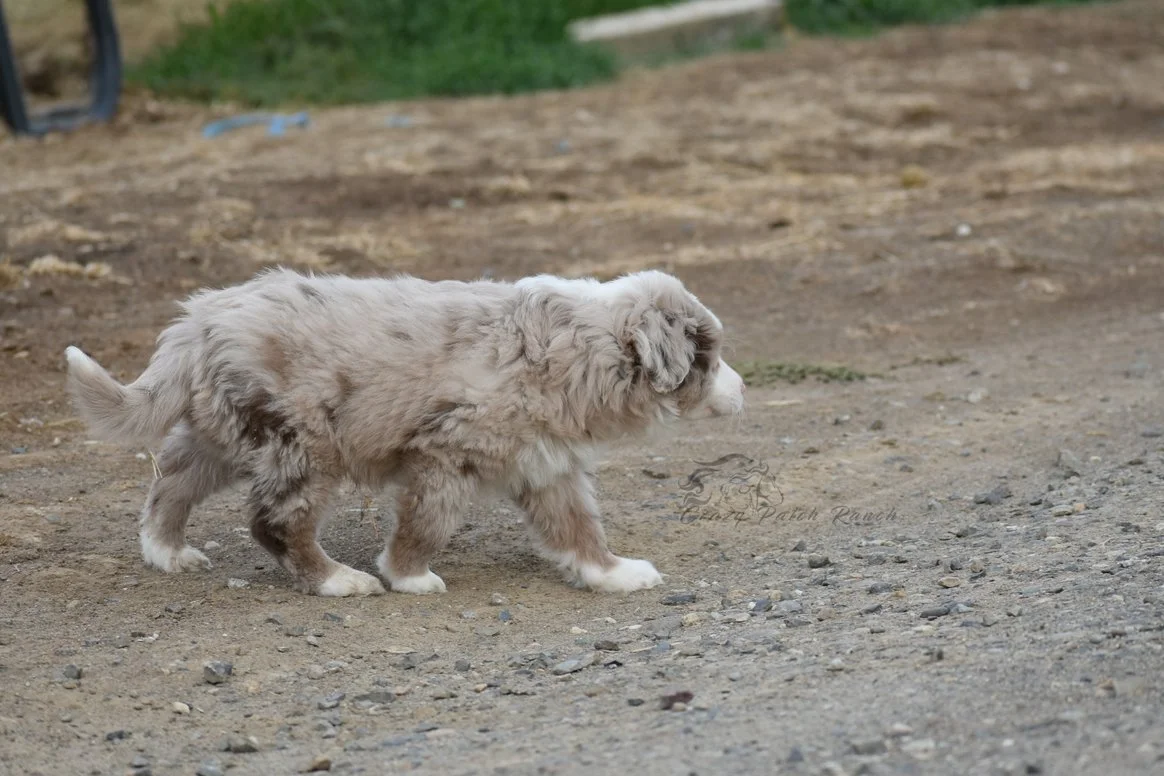 DSC_80741.jpg