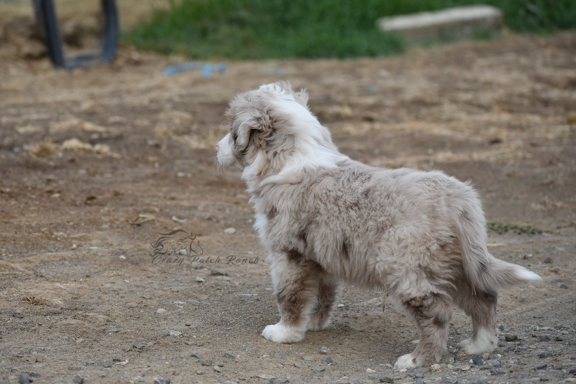 DSC_80901.jpg