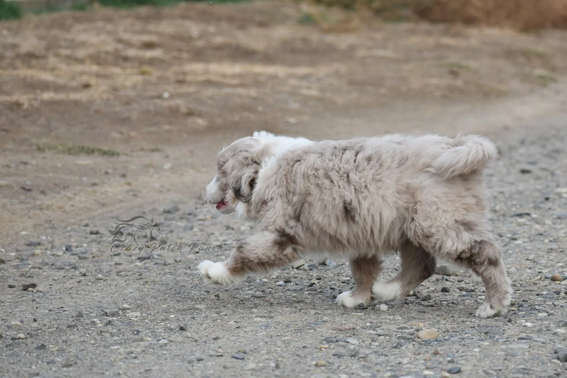 DSC_81071.jpg