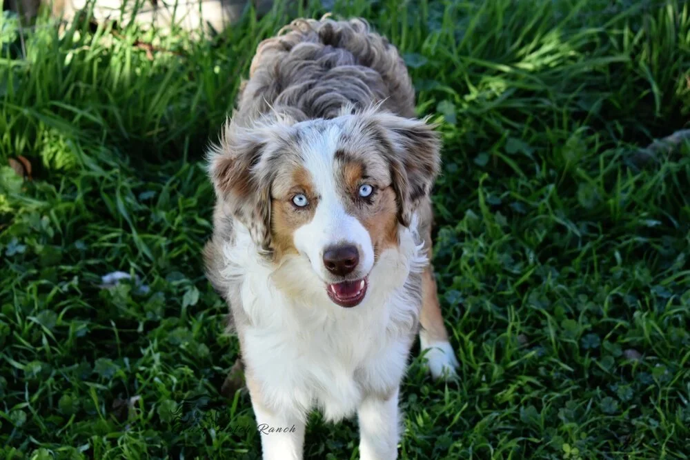 AKC+Mini+American+Crazy+Patch+Ranch.webp