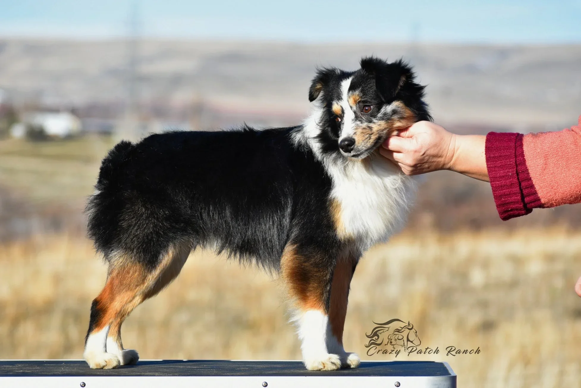 AKC+miniature+American+Shepherd+at+Crazy+Patch+Ranch.webp