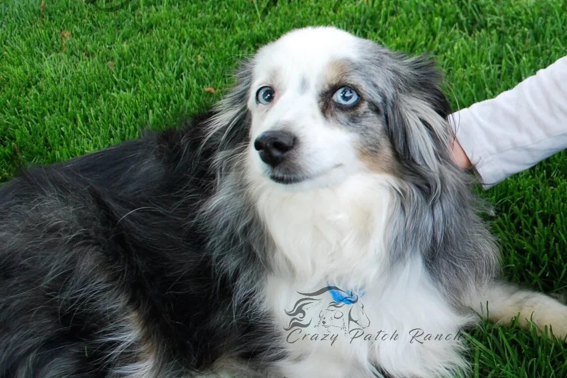 Ziggy+Crazy+Patch+Ranch (1).webp