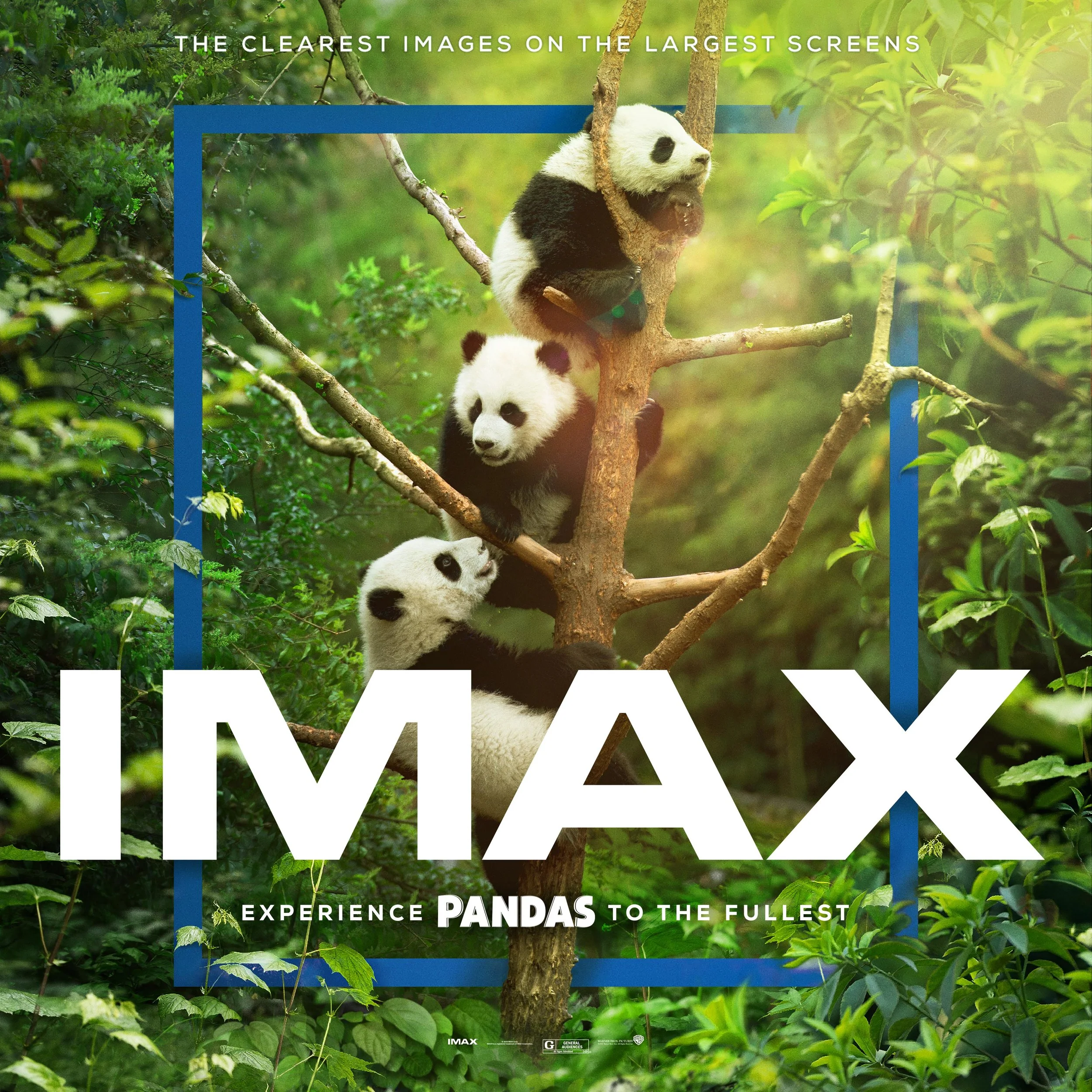 Pandas_IMAX_SquareDigital_4096x4096_email_3R1.jpg