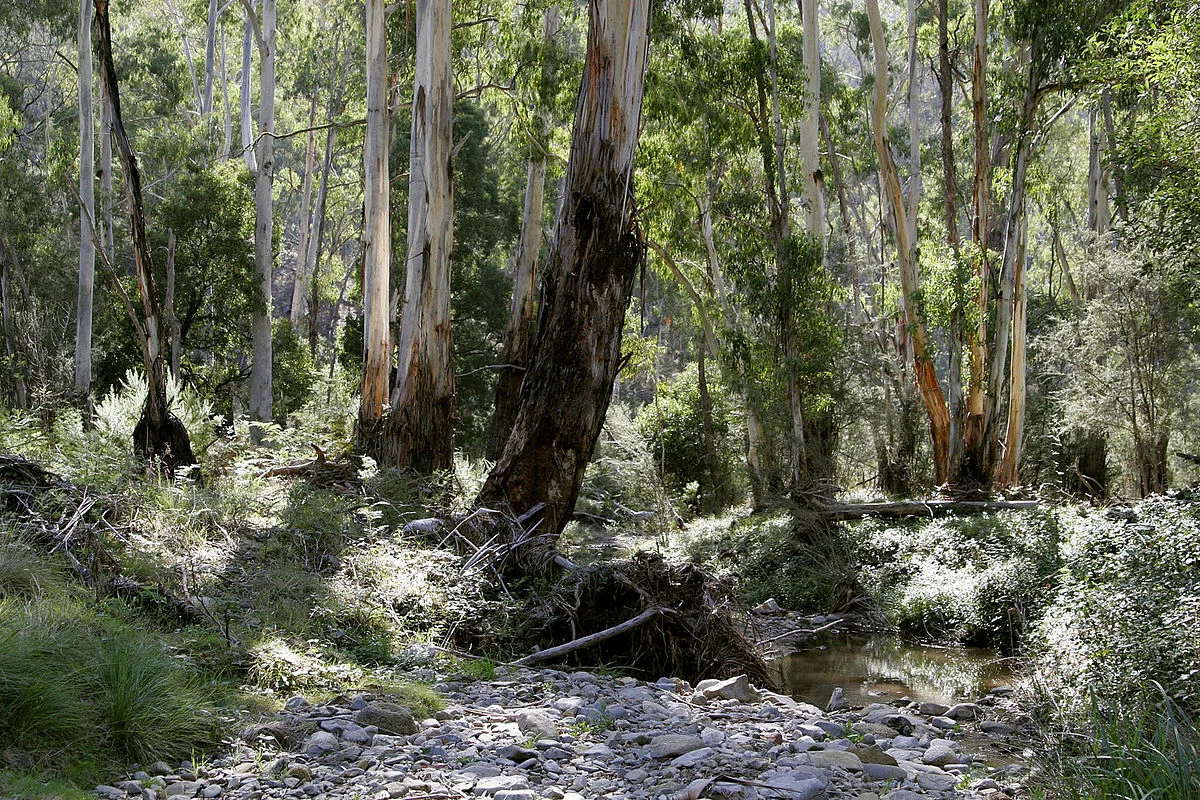 1200px-Australian_bush.jpg