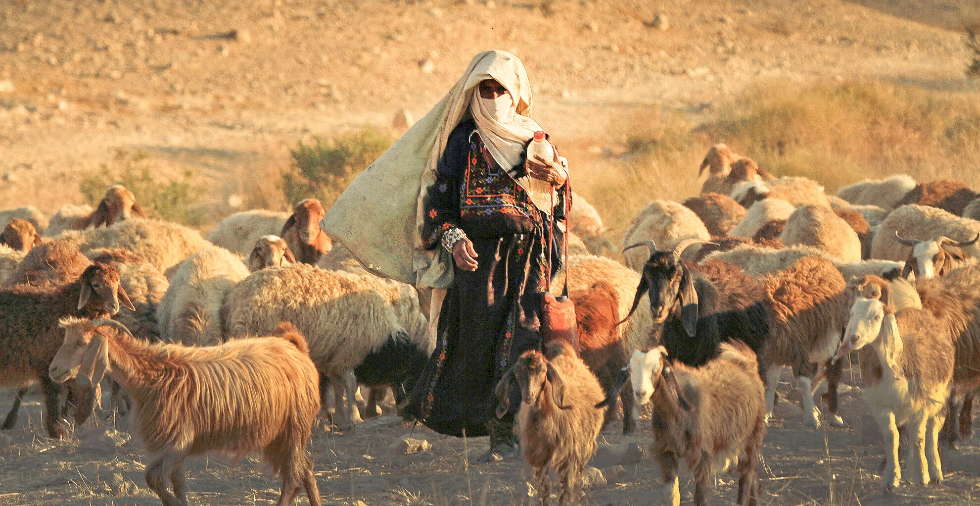 A Shepherd Gathers His Scattered Sheep