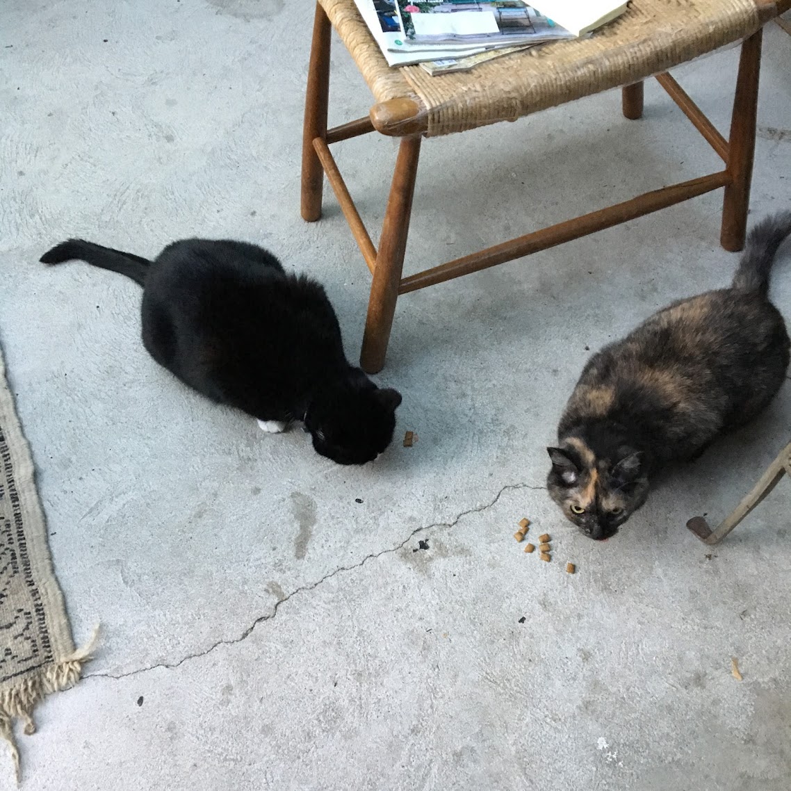 pizza-poetry-cats.JPG