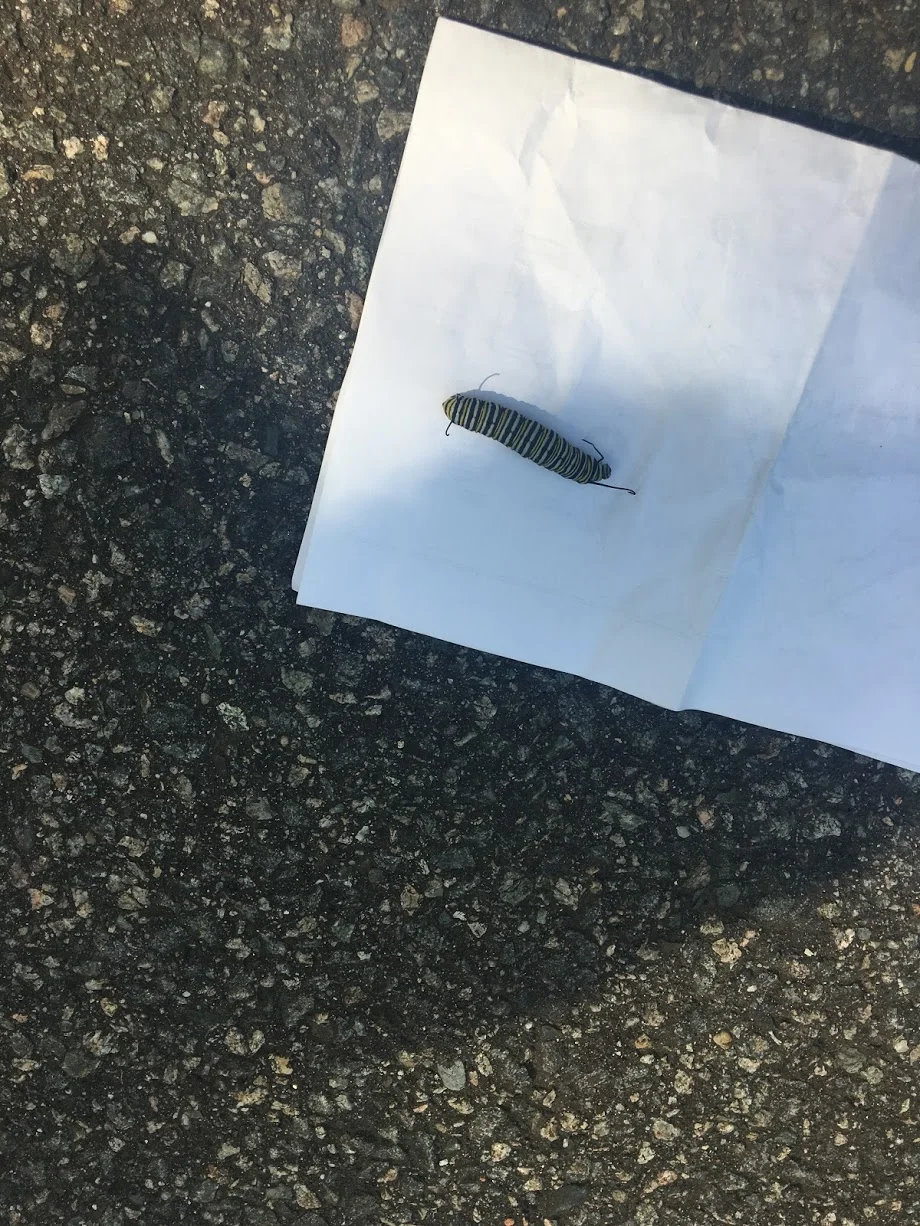 arnold-arboretum-monarch-caterpillar.JPG