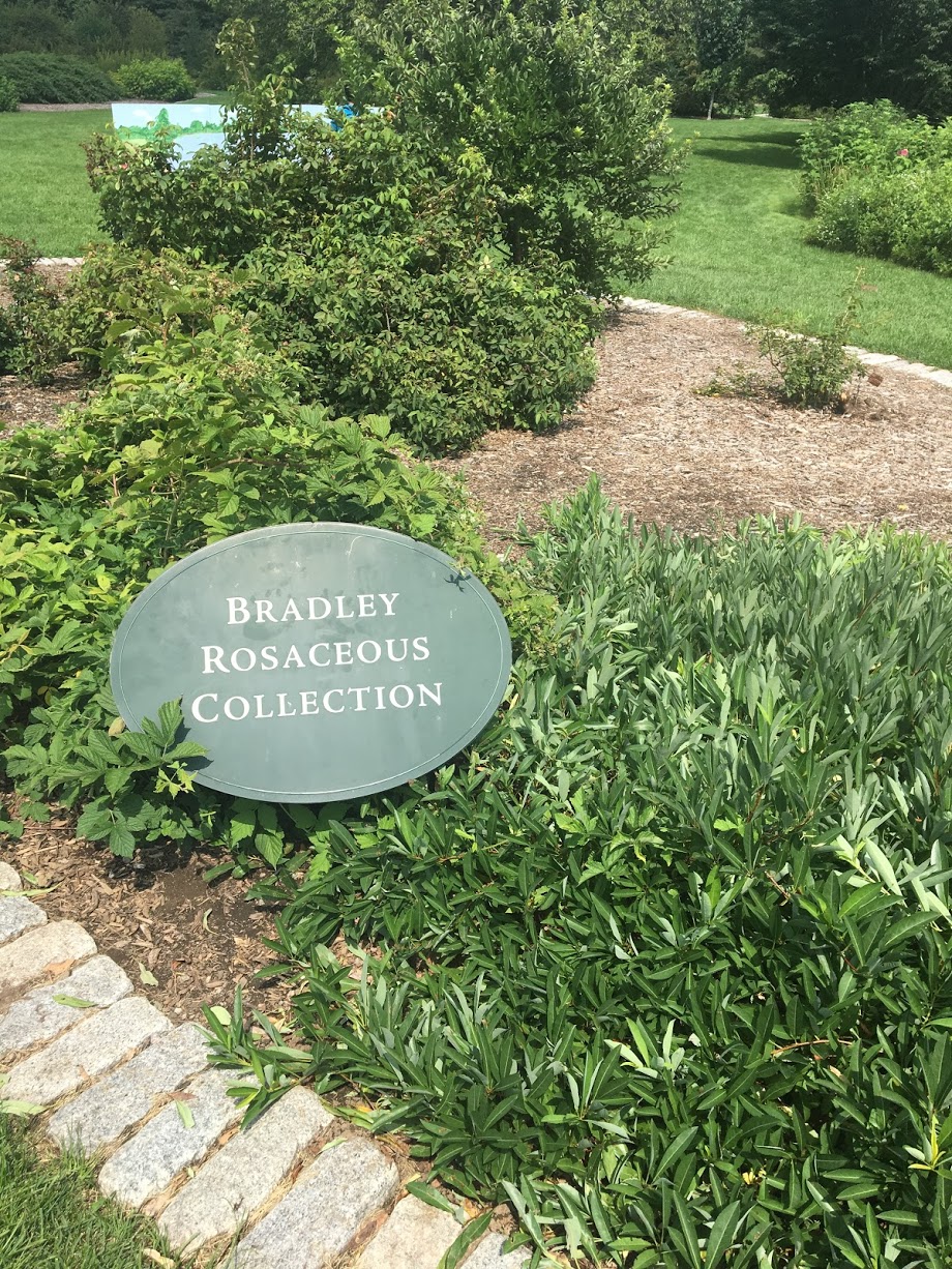 harvard-arboretum-bradley.JPG