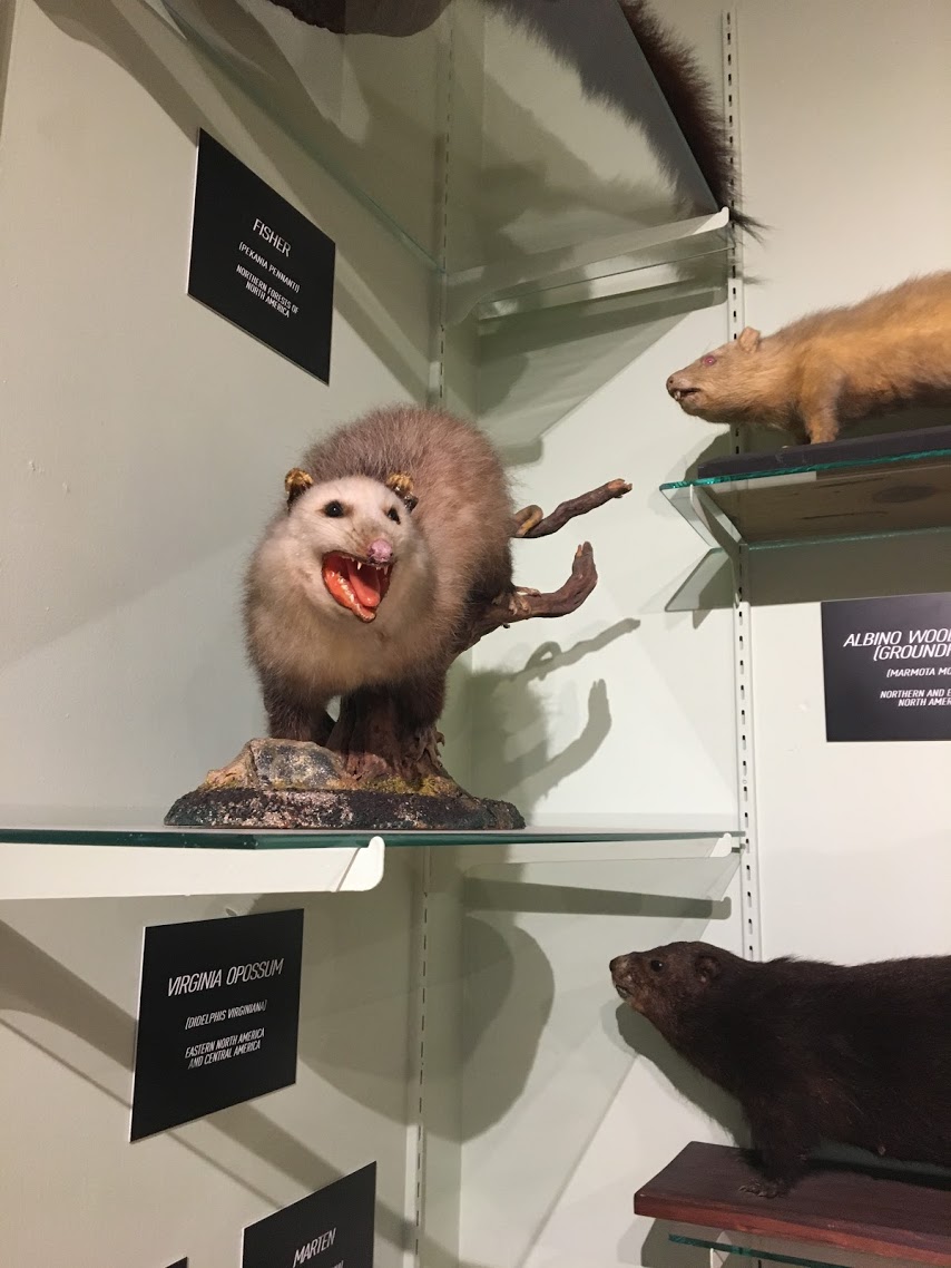 woodman-museum-crazy-possum.jpg