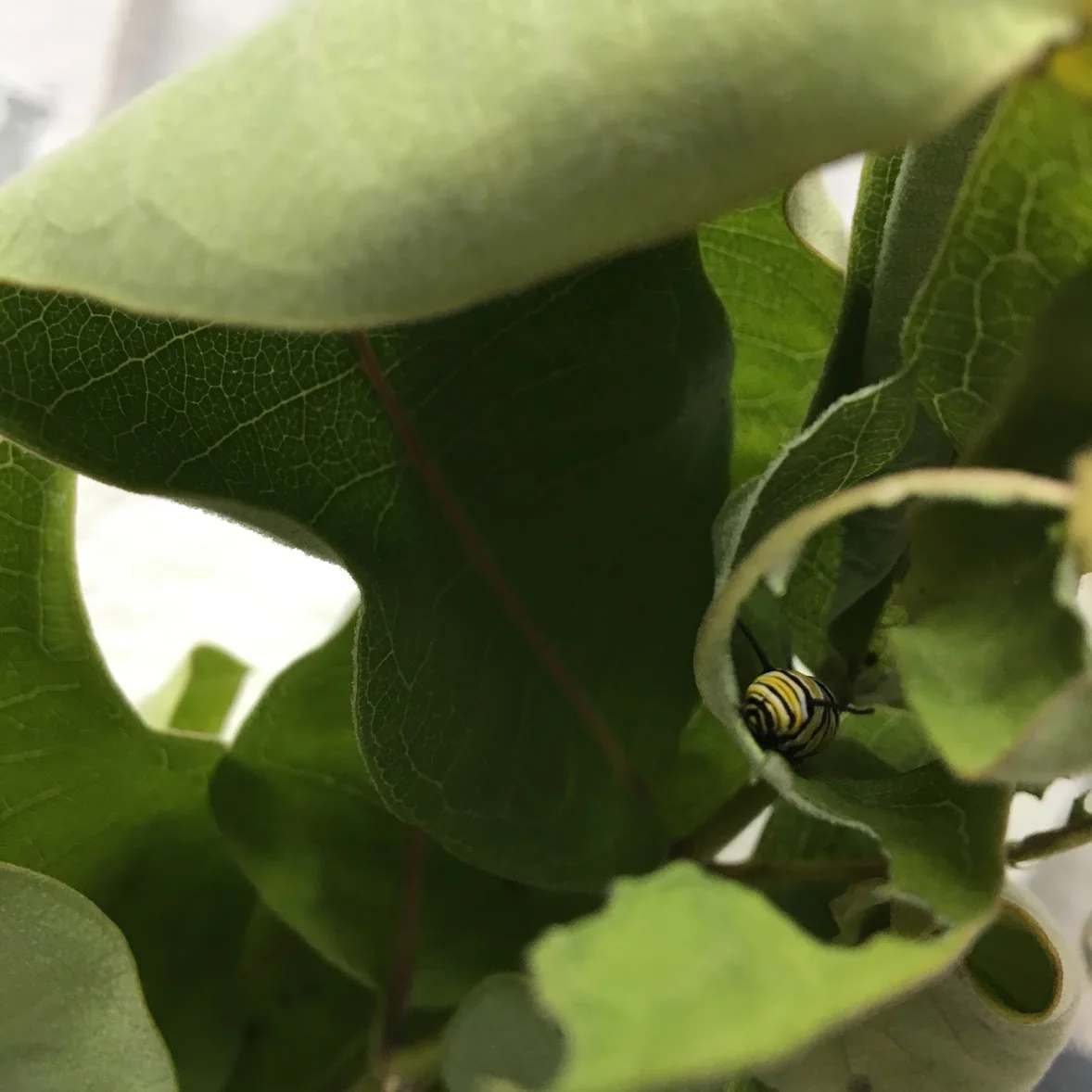 shirley the shy monarch caterpillar