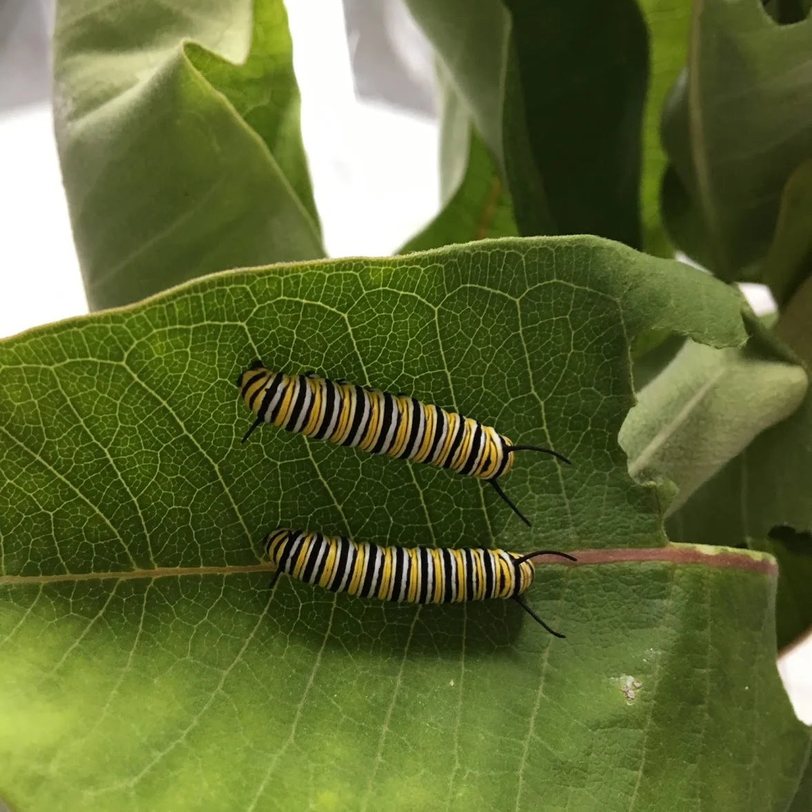 two monarch caterpillars