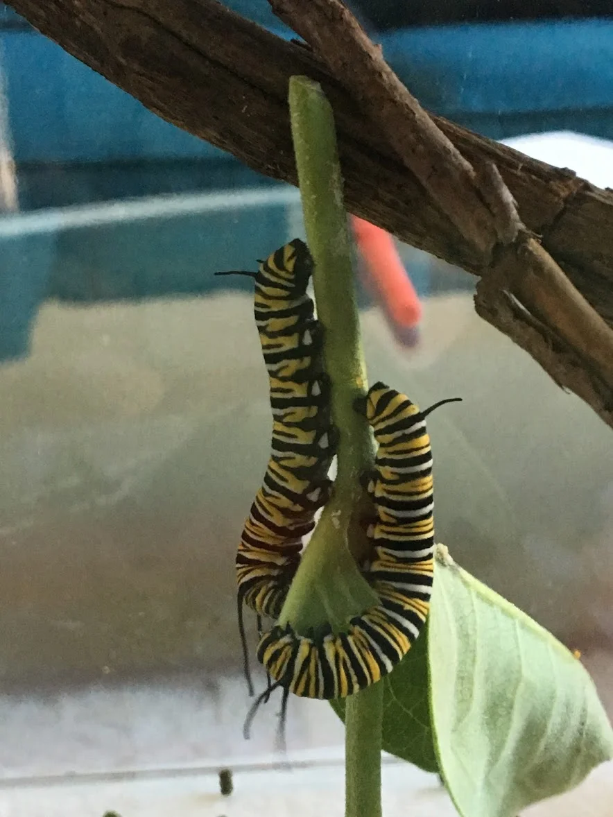 monarch caterpillars munching on a milkweed stem