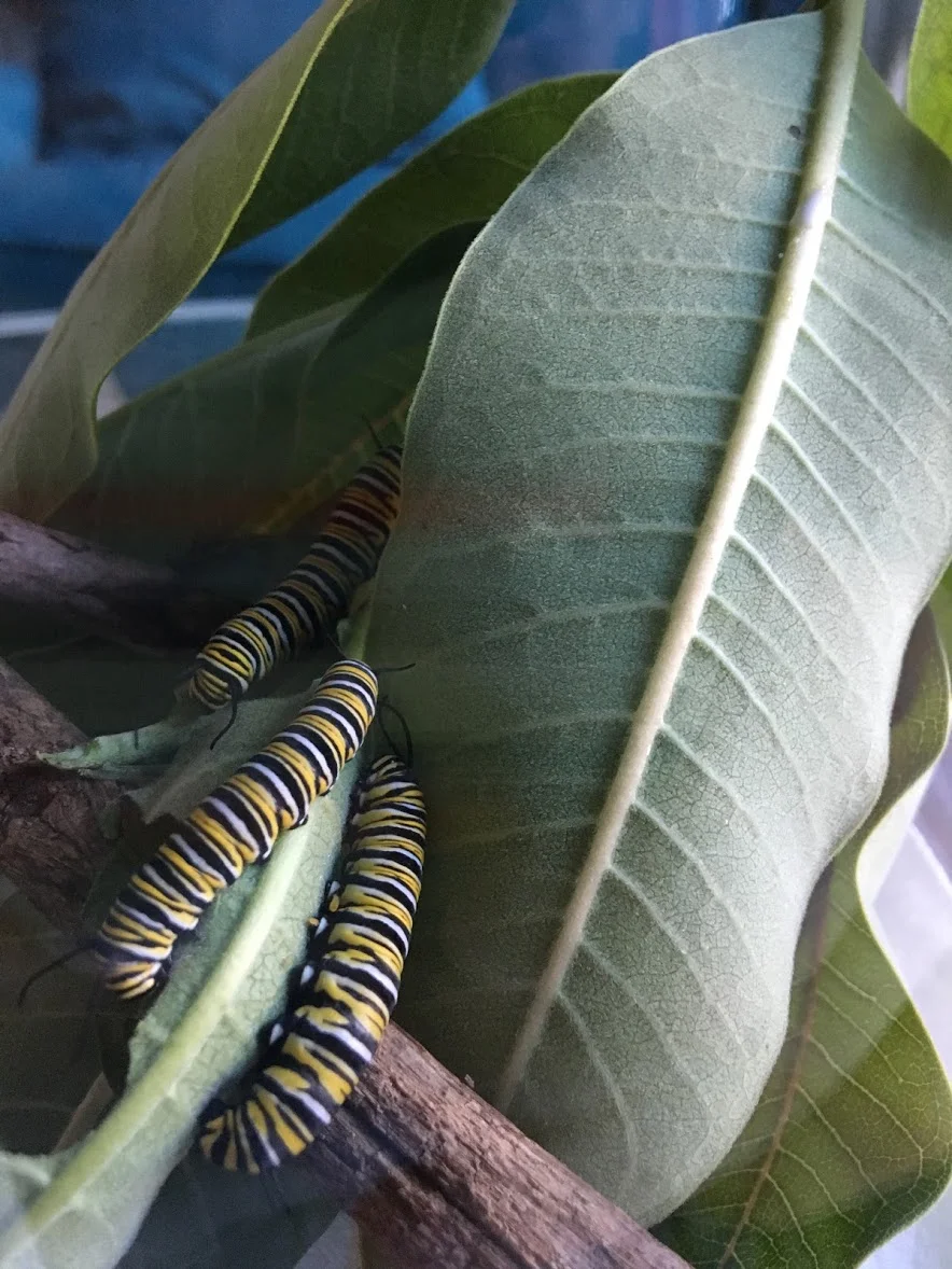 all three monarch caterpillars eating milkweed together