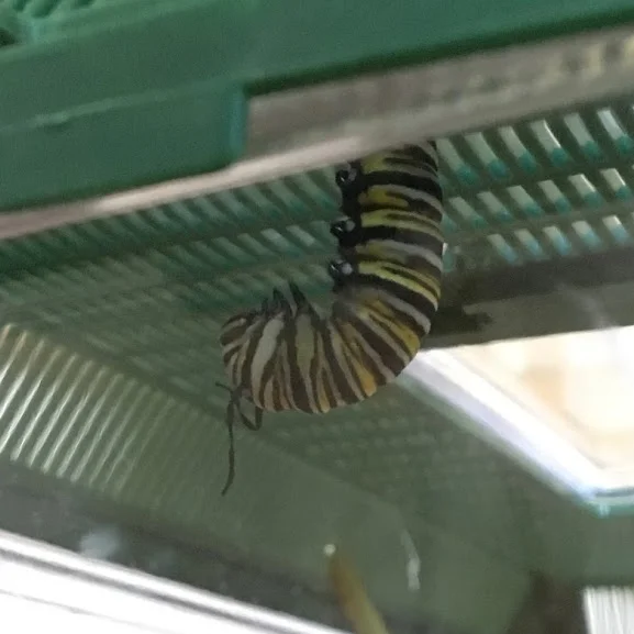 monarch caterpillar in J shape