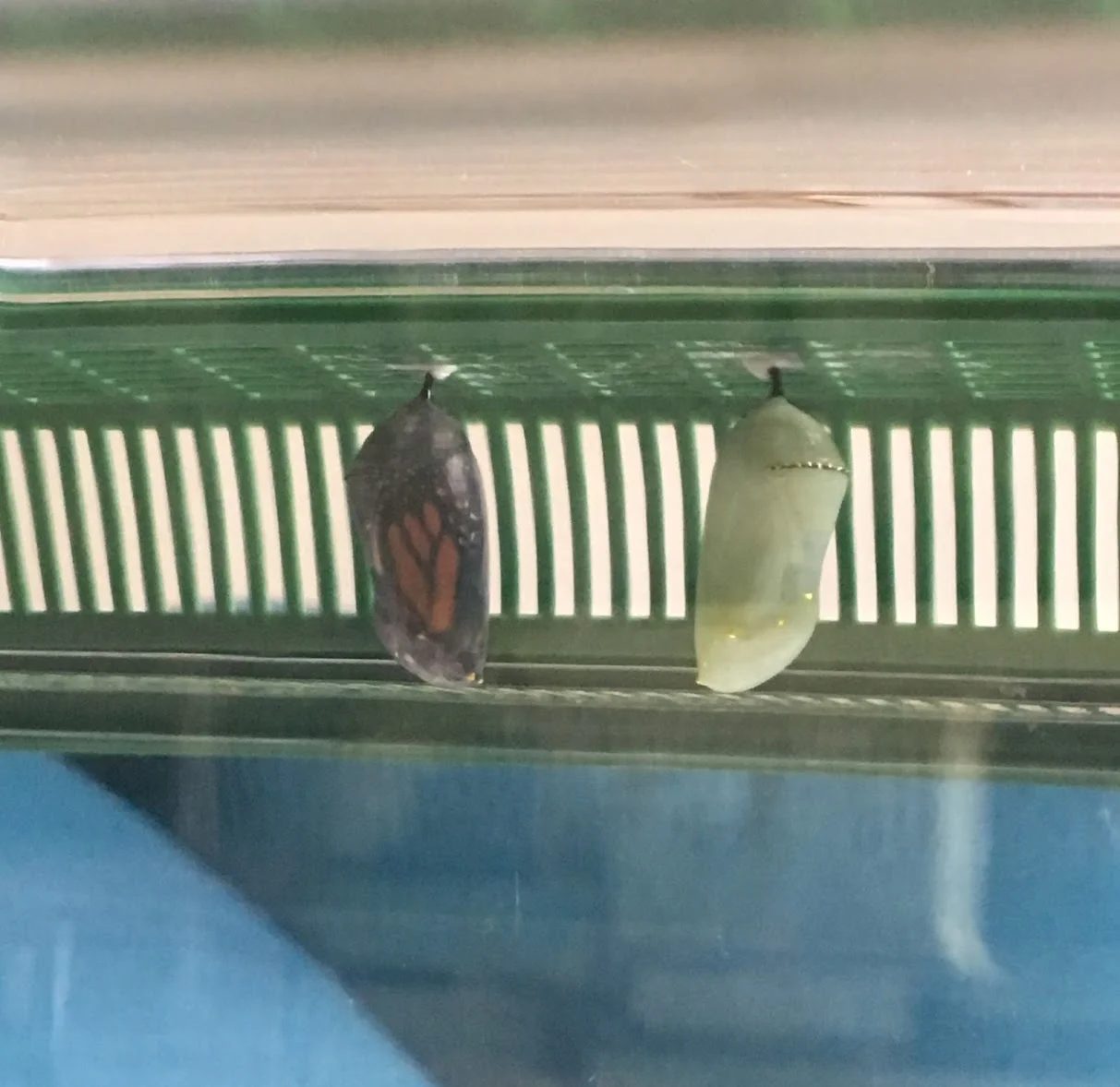 butterfly wings inside a clear chrysalis