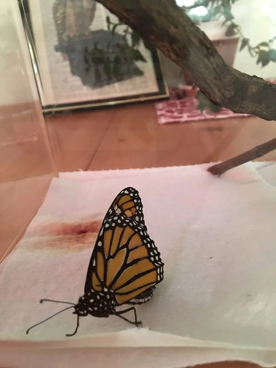 Dorothy the monarch butterfly