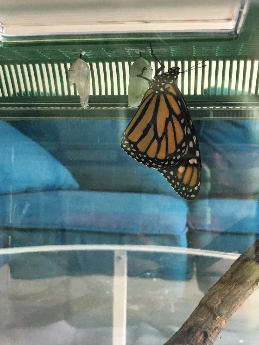 shirley the monarch butterfly