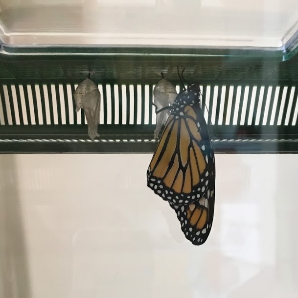 Virginia the monarch butterfly