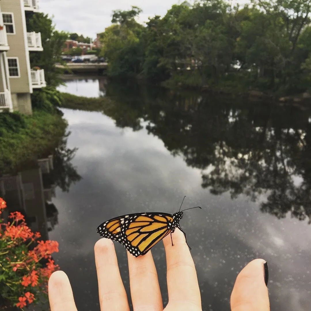 releasing monarch butterfly over the river