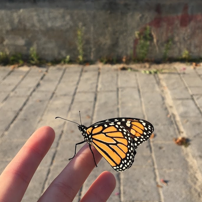monarch butterfly just chillin on my hand
