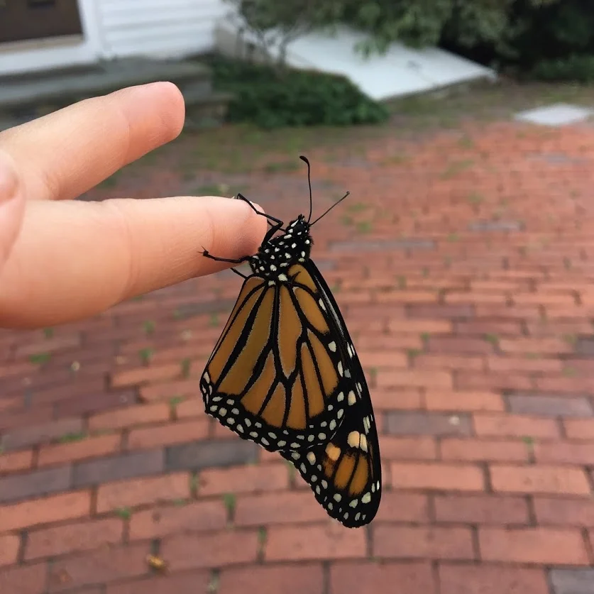 monarch butterfly drying its wings on my finger