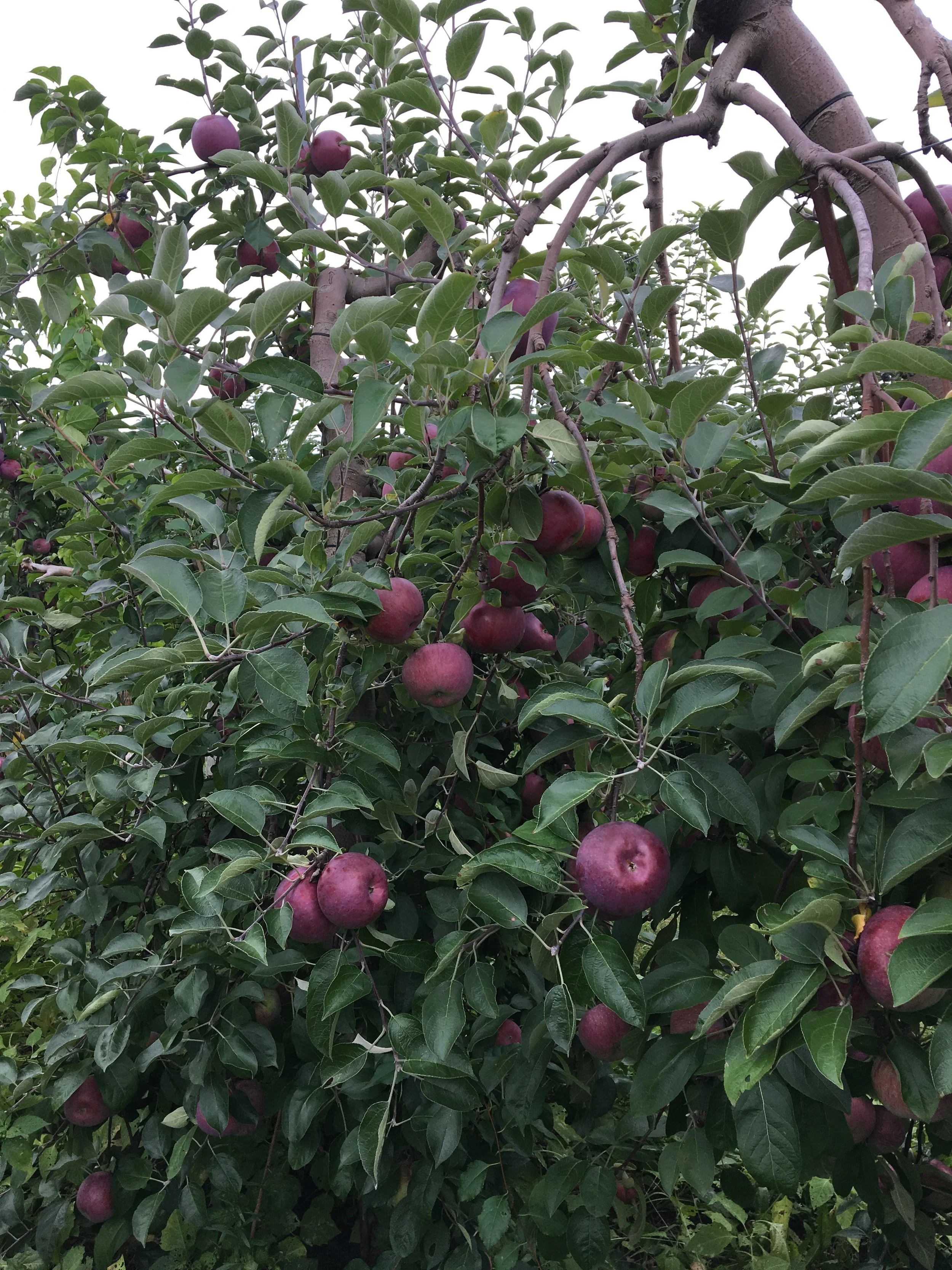 Apple Picking @ Russell Orchards