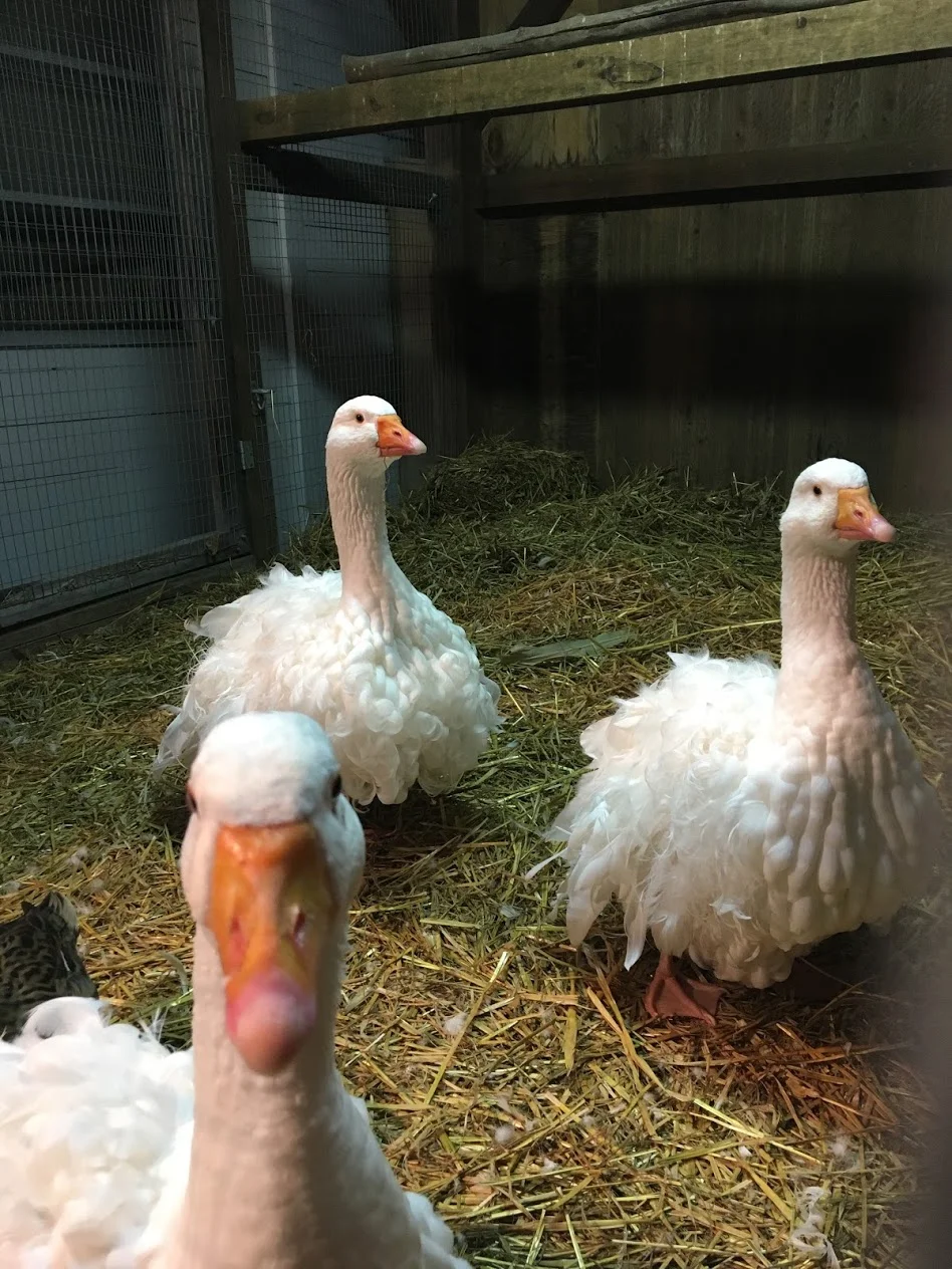 topsfield-fair-geese.JPG