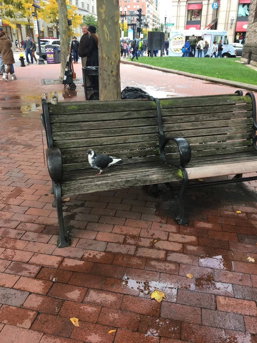 boston-book-fest-2018-pigeon.JPG