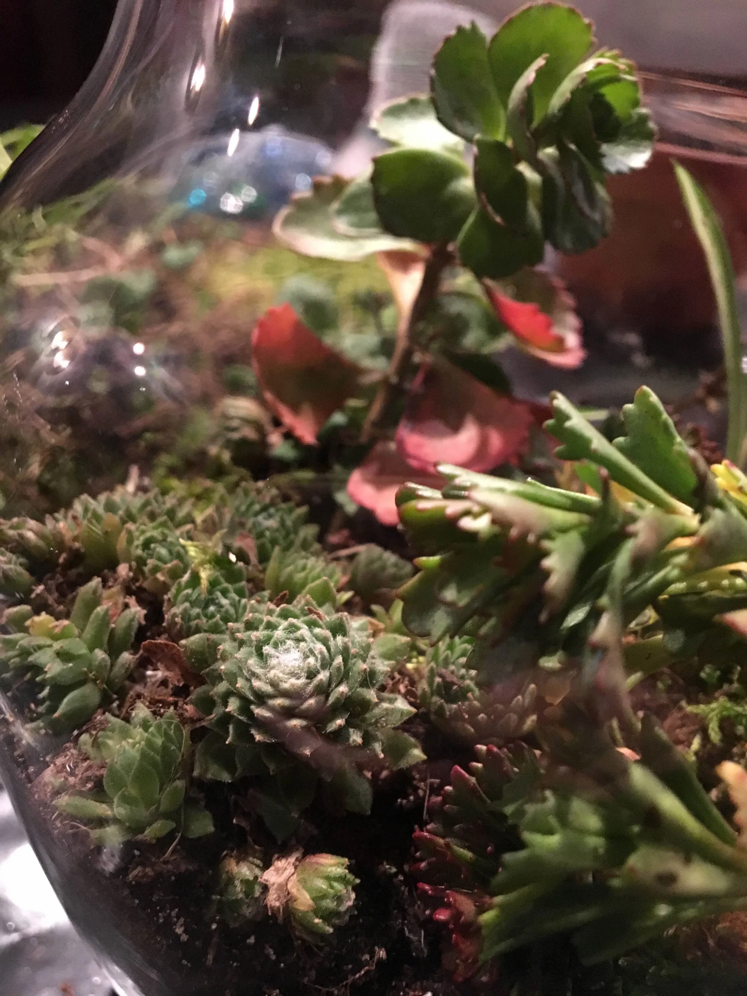 Making Terrariums