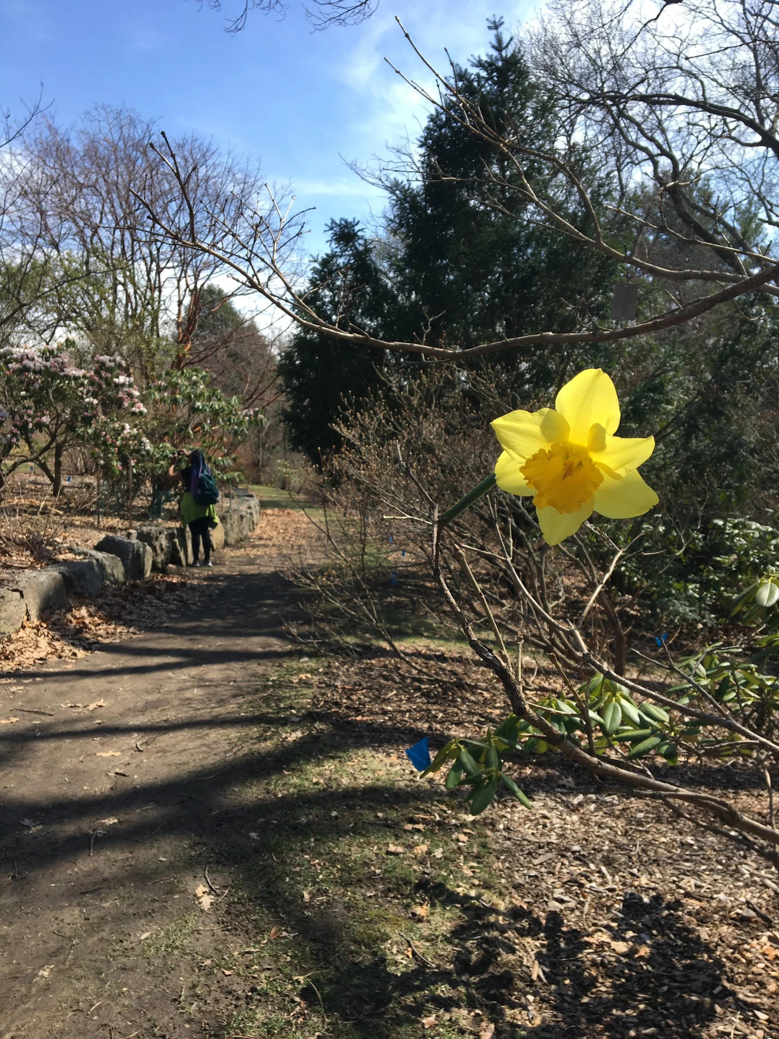 Arnold Arboretum of Harvard University (in Spring!)