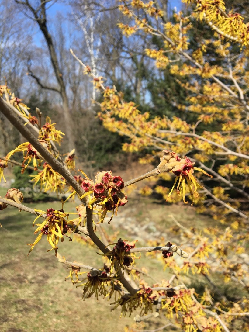 arnold-arboretum-yellow.JPG