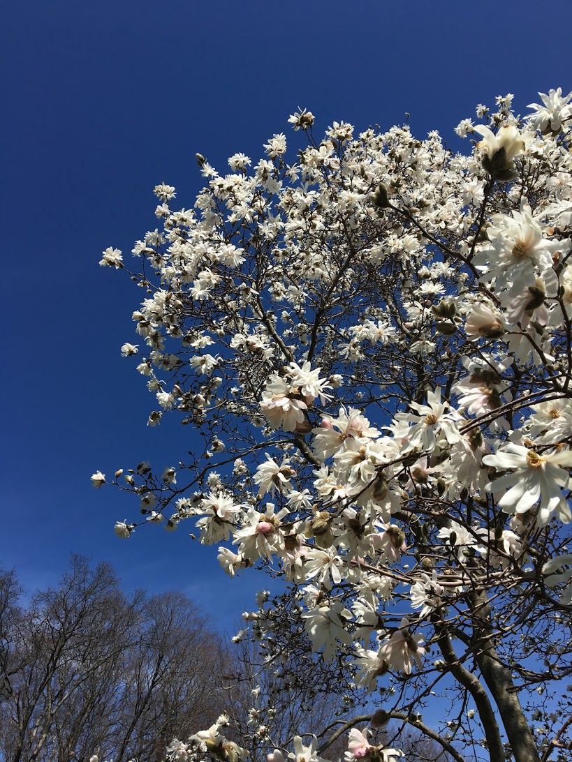 arnold-arboretum-white-tree.JPG