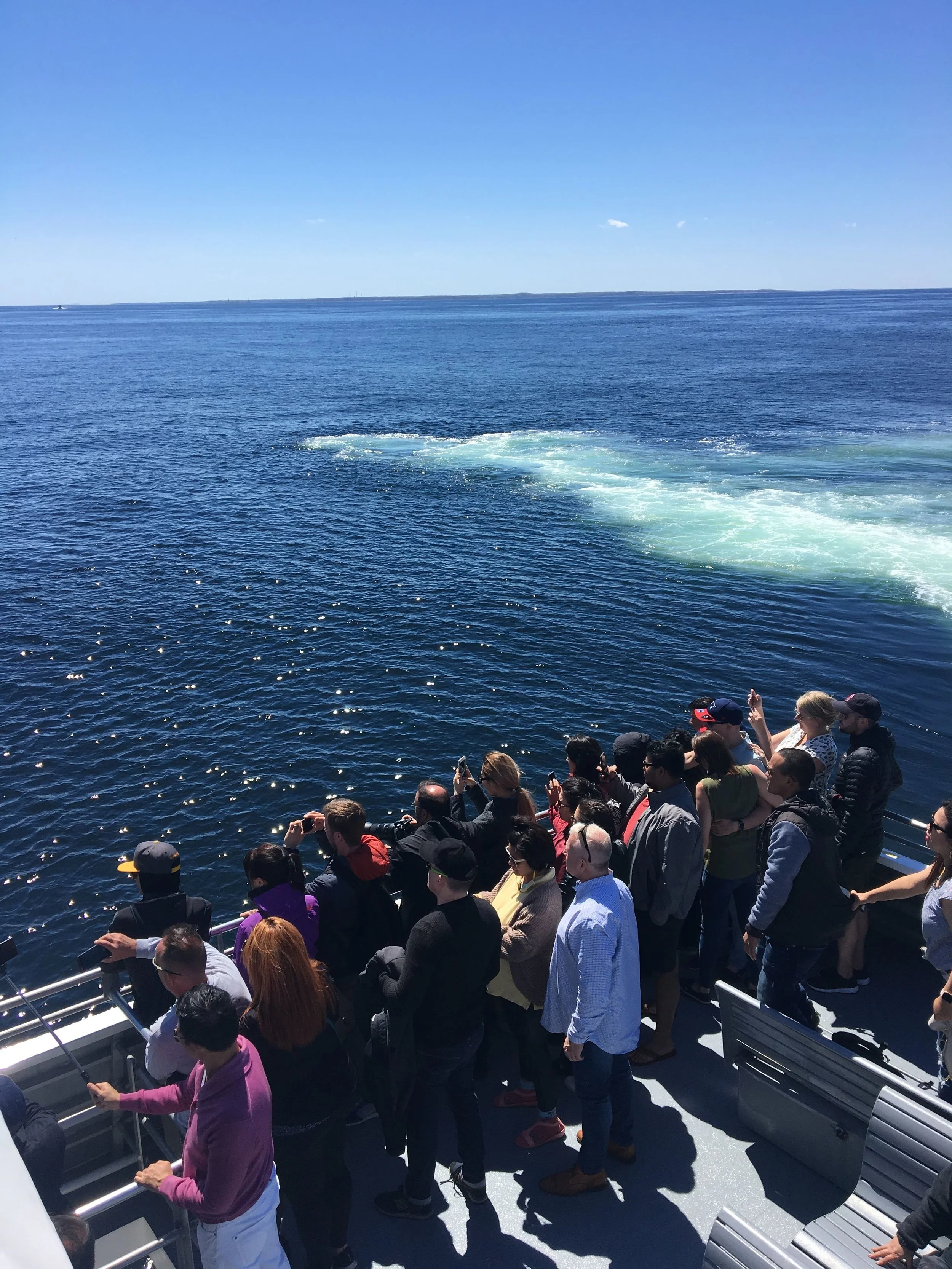 Boston Whale Watch
