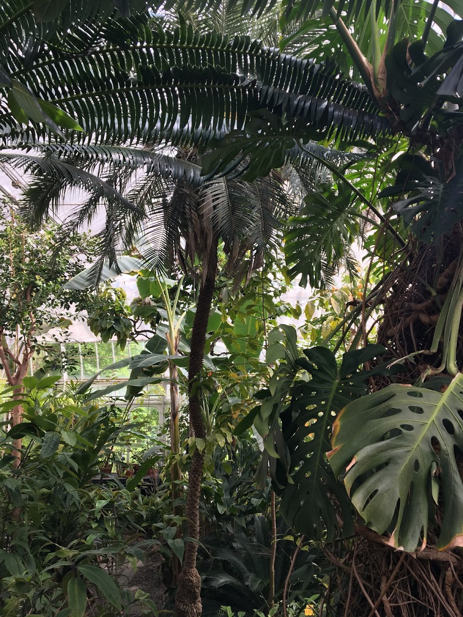 smith-college-botanic-garden-inside.JPG