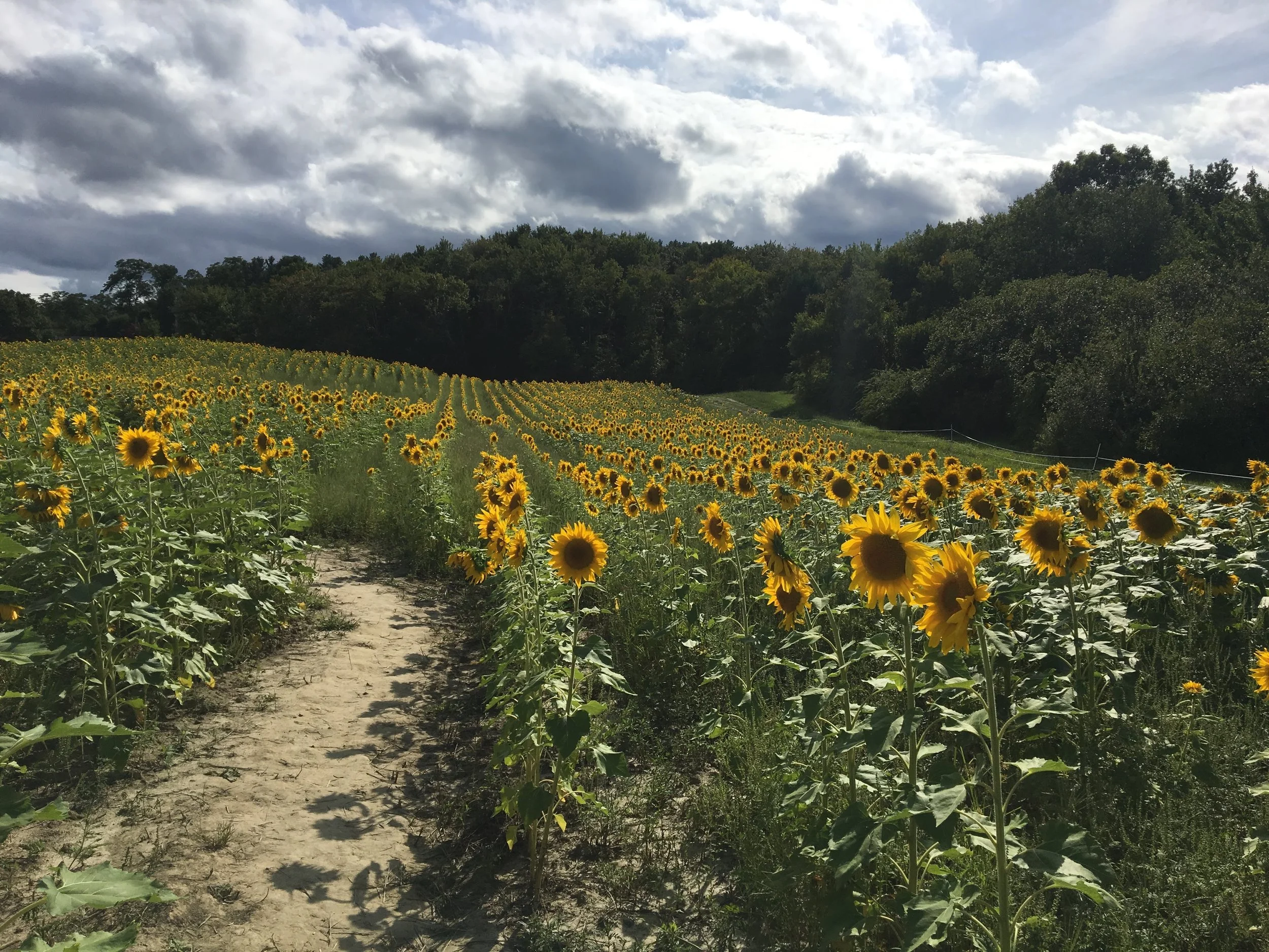 School Street Sunflowers