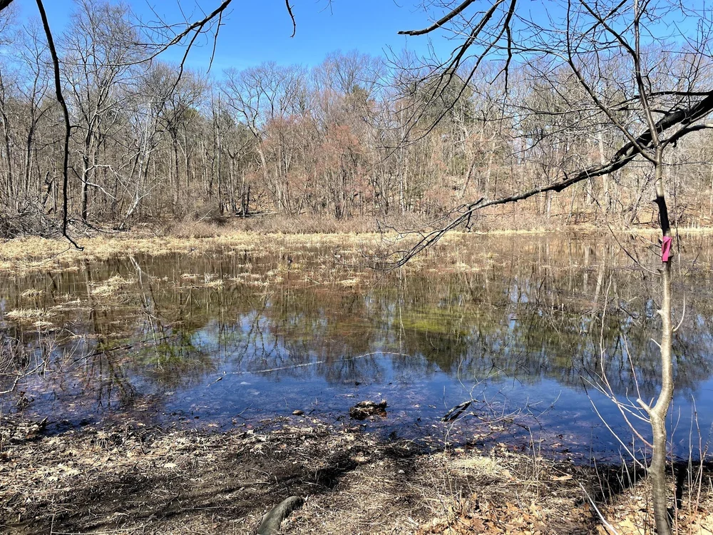  Bellevue Pond, kinda lacking 
