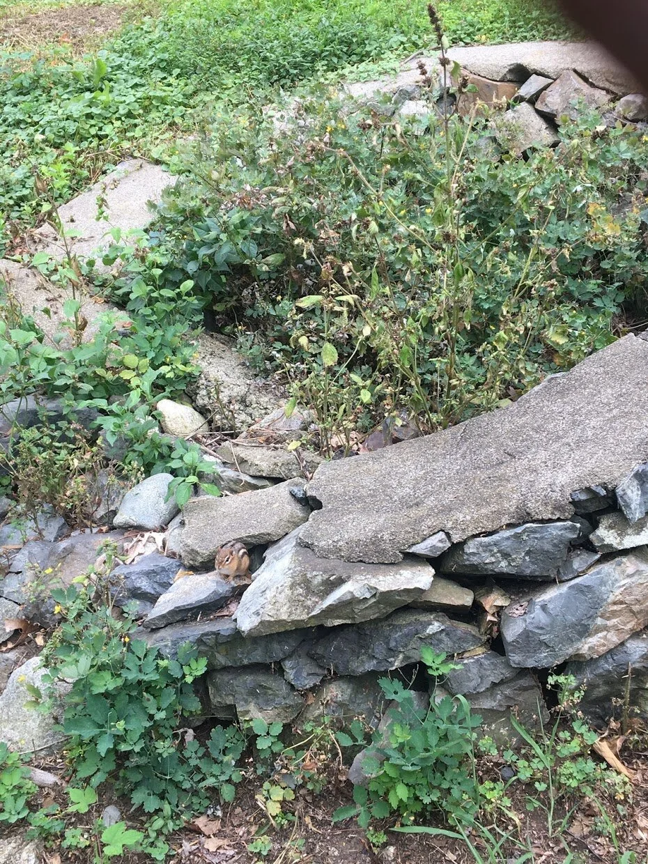 A chipmunk at the Middlesex Fells Reservation