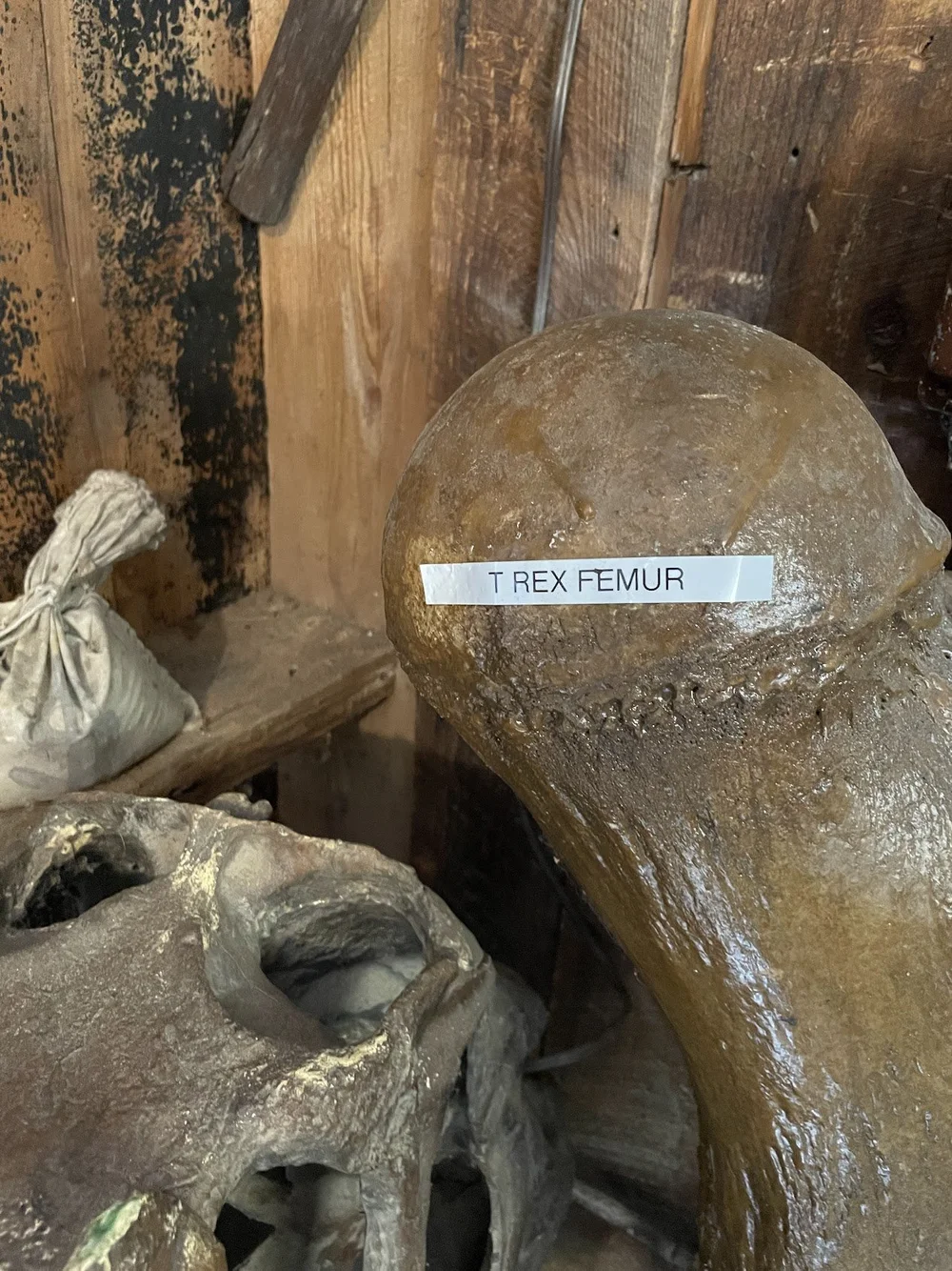 A t-rex femur at the Rock Fossil &amp; Dinosaur Shop