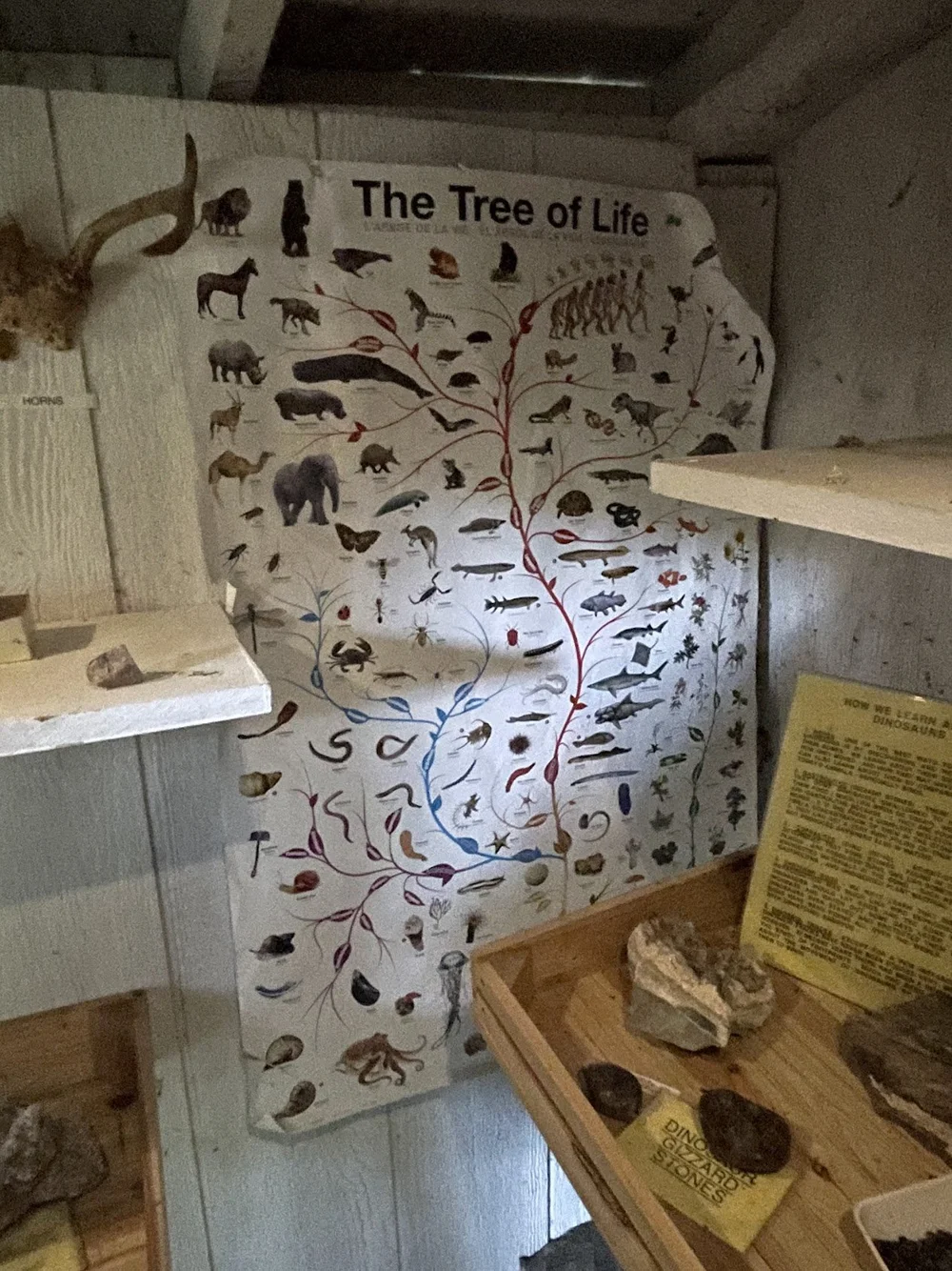 A peek inside the "tiny museum" in the dinosaur forest
