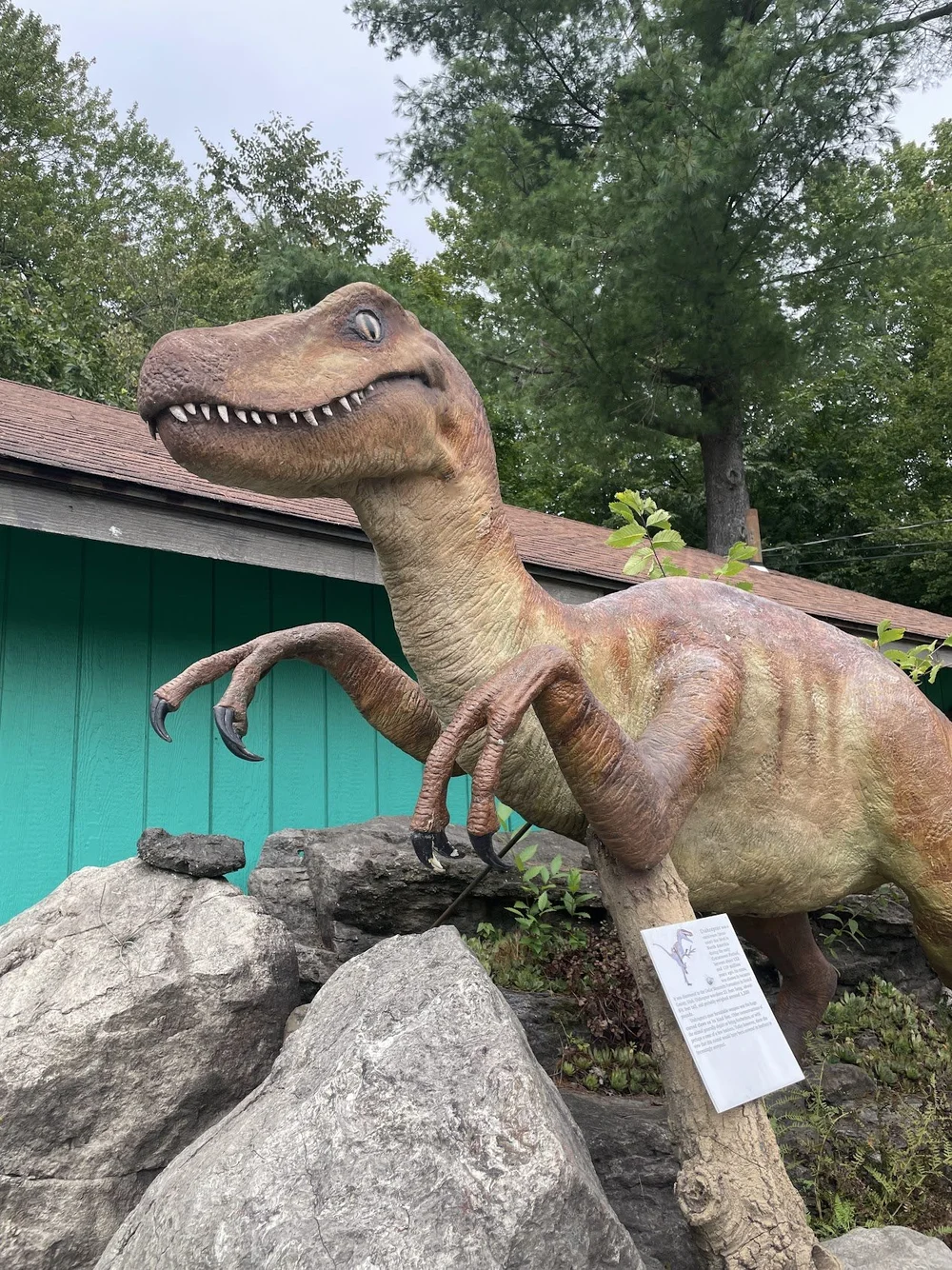 A happy velociraptor at the Rock Fossil &amp; Dinosaur Shop