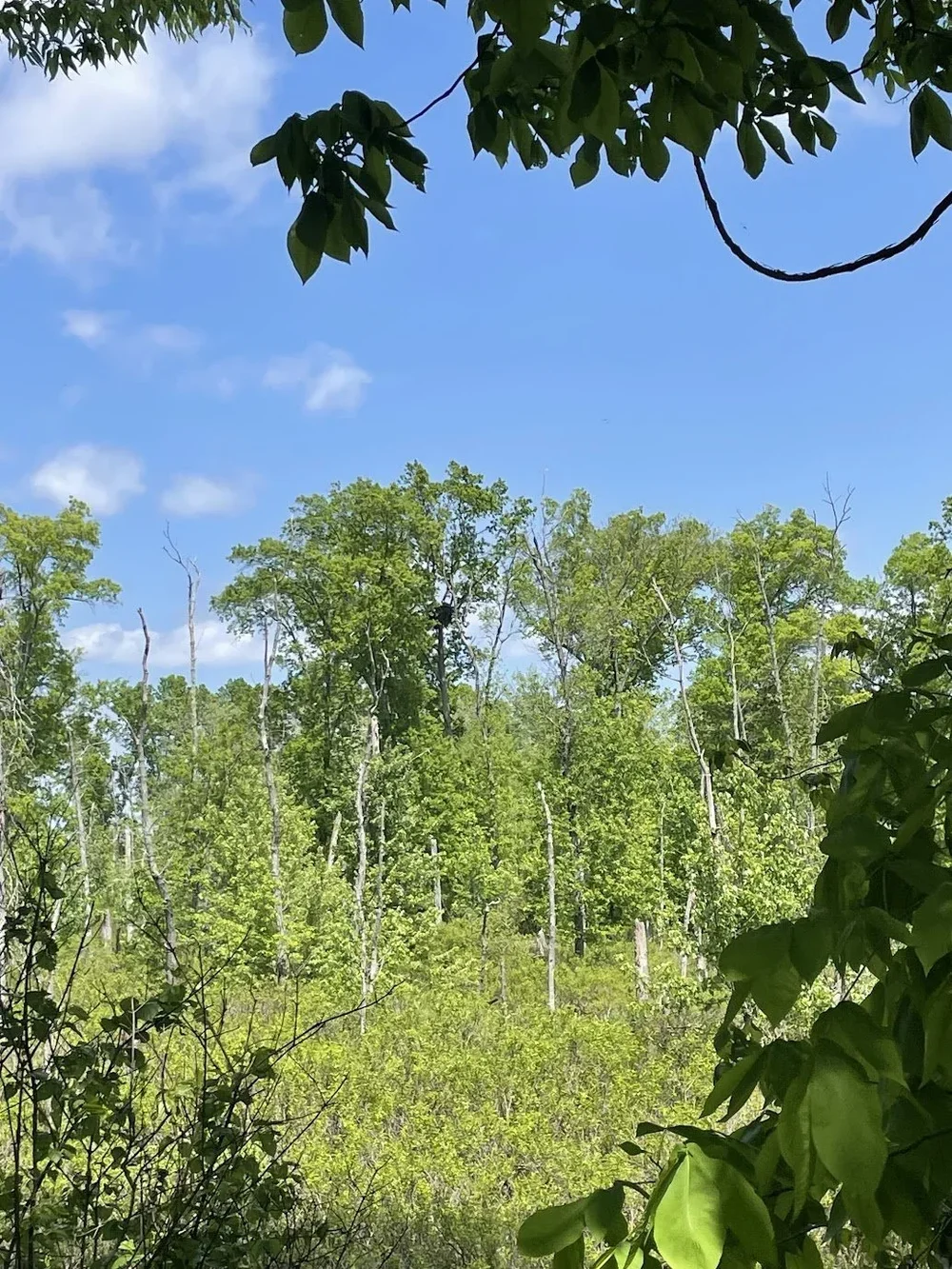 Bald eagle nest at the Meadows Conservation Area