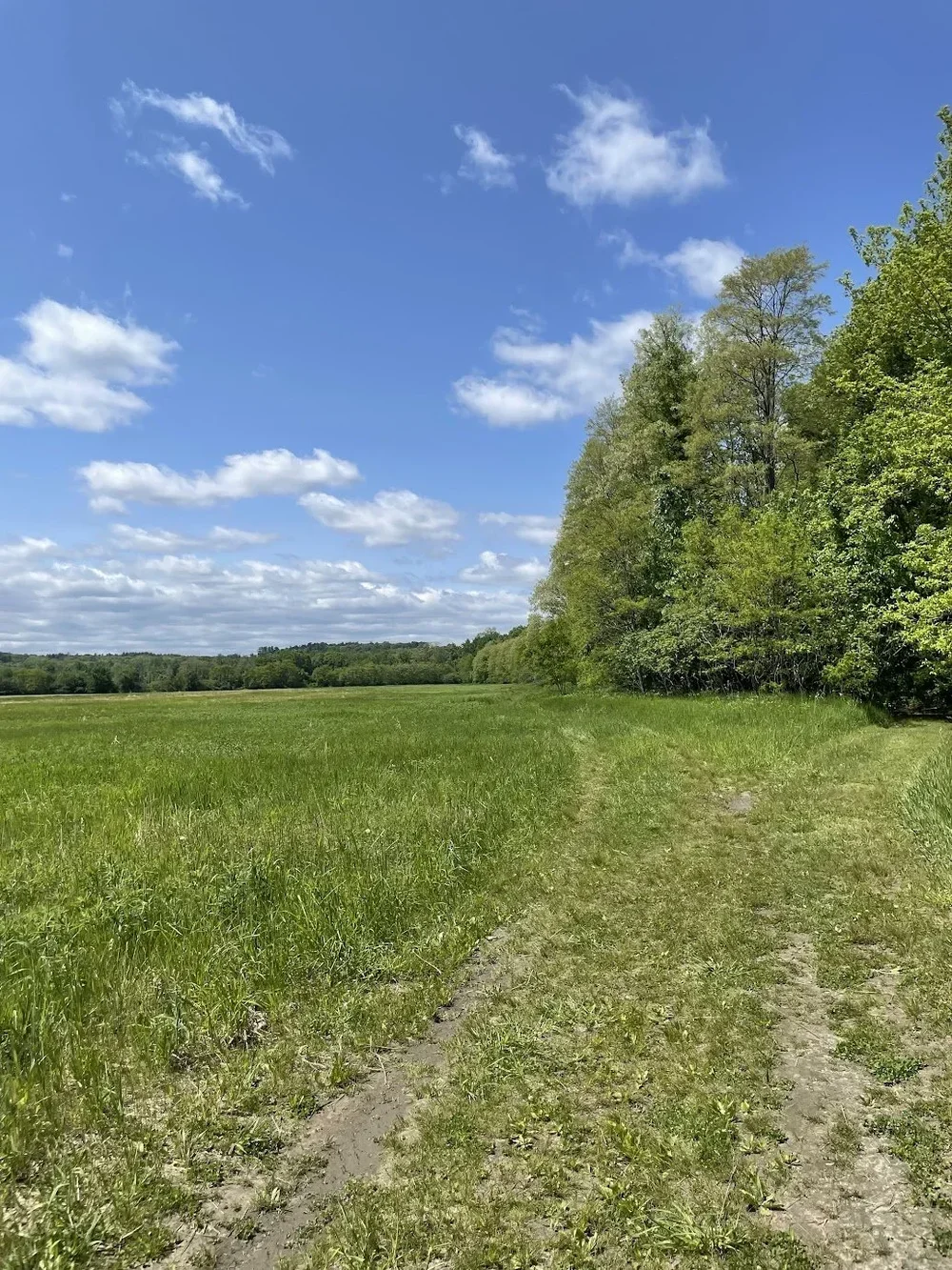 Walking path along the edge of the Meadows Conservation Area
