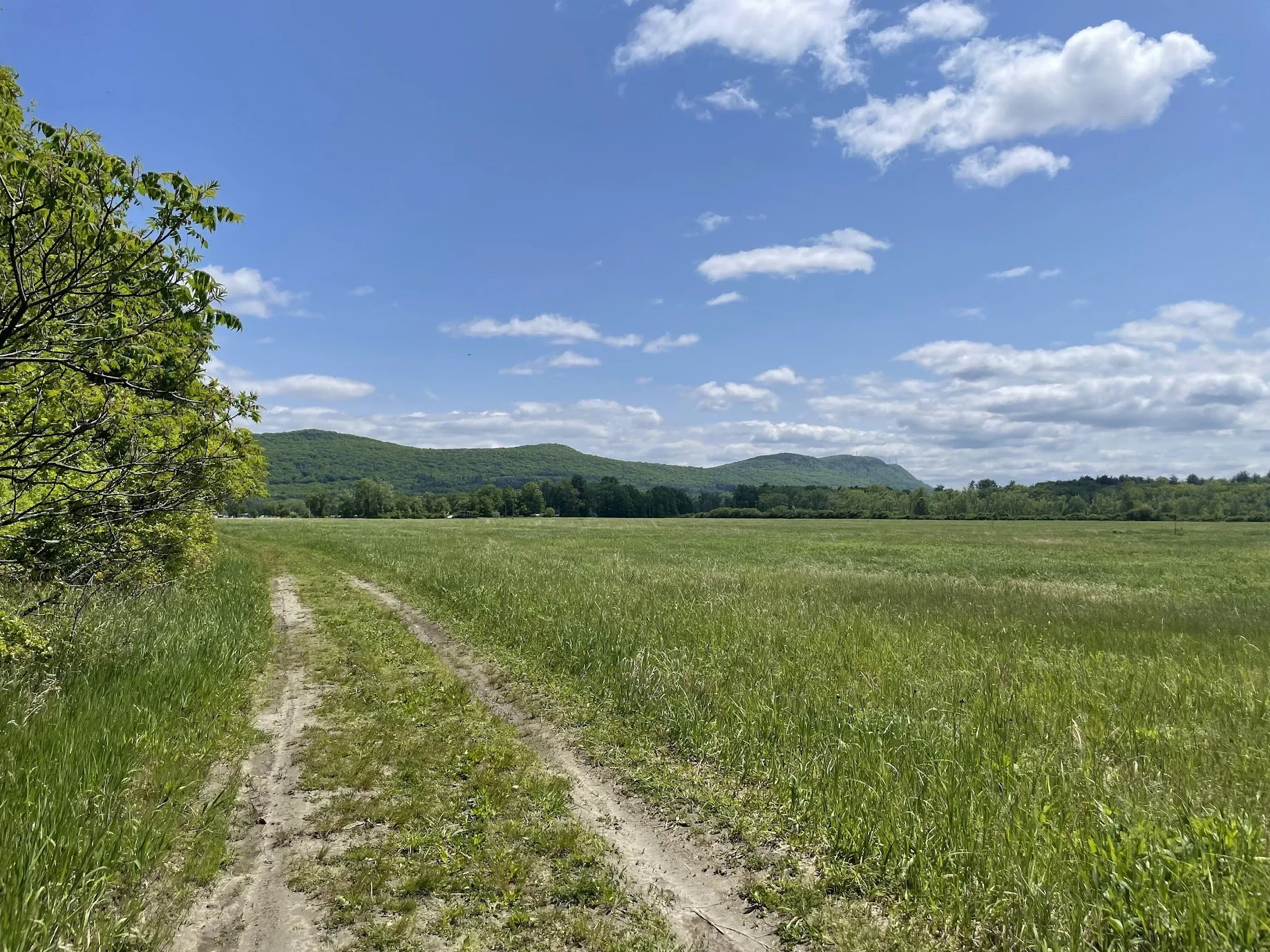 Meadows Conservation Area