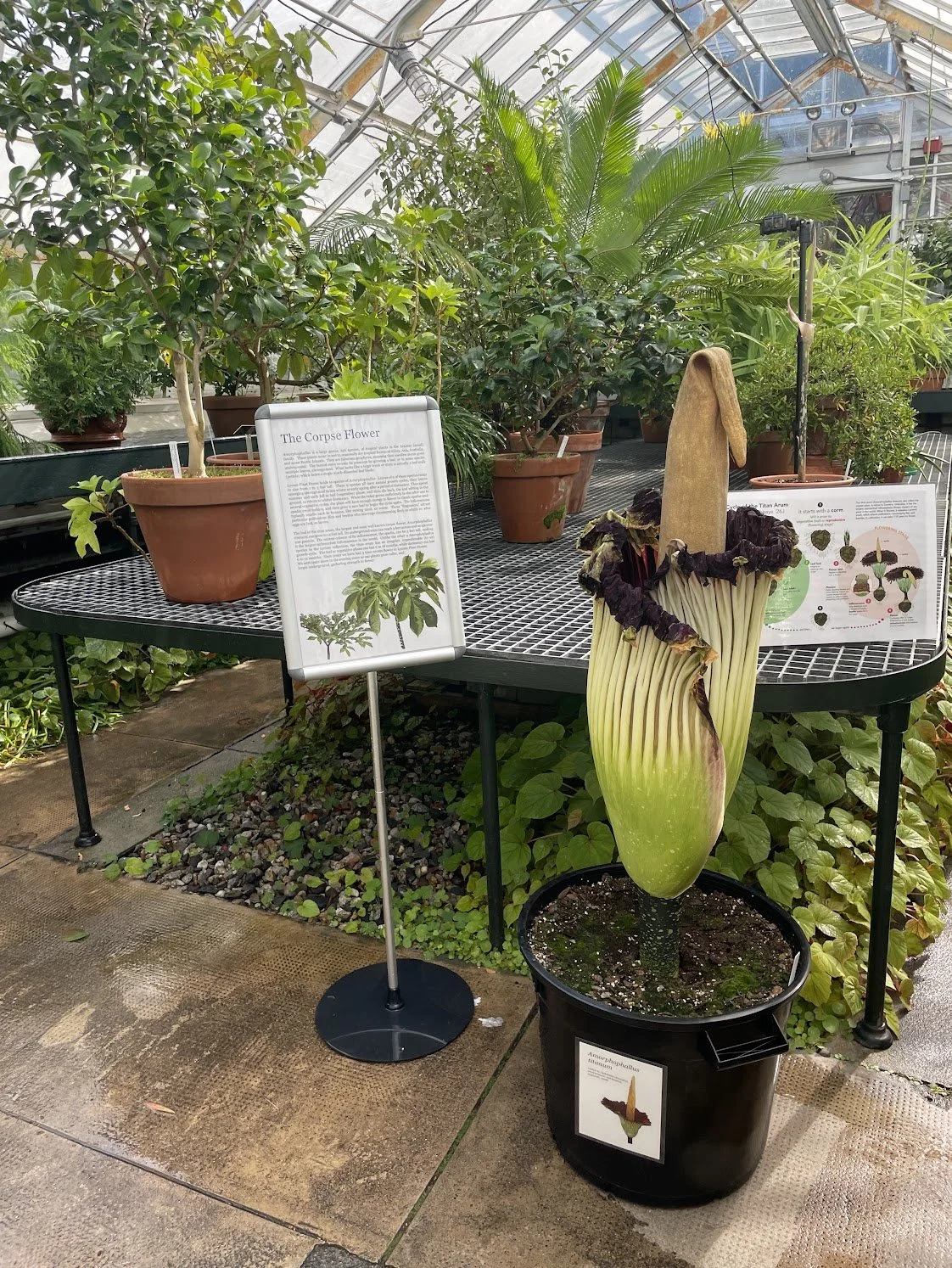 bloomed corpse flower at Smith College Botanical Garden