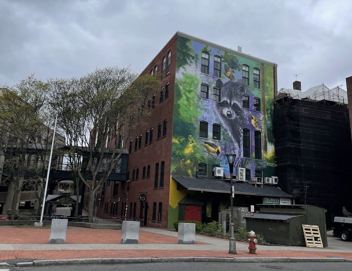 northampton-ma-raccoon-mural.jpg