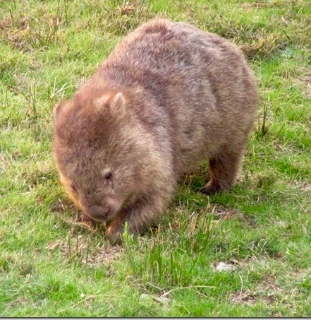 Here. eating grass, naturally, outside Flinders Island Gourmet Retreat at Cooma House.